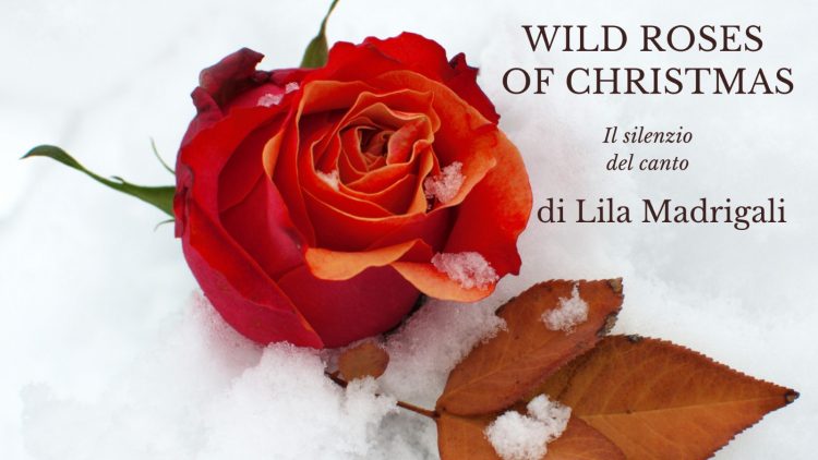 WILD ROSES of CHRISTMAS